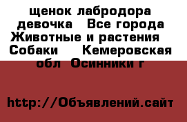 щенок лабродора девочка - Все города Животные и растения » Собаки   . Кемеровская обл.,Осинники г.